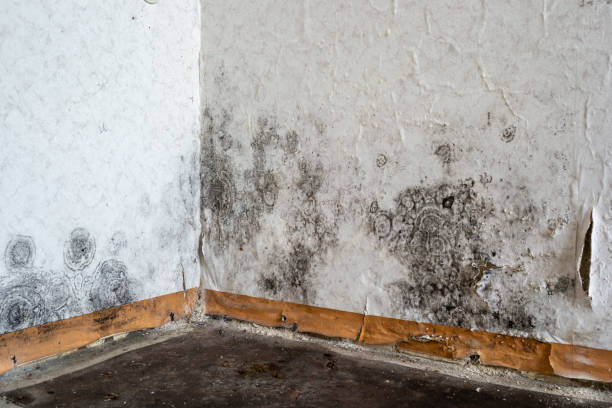 Best Commercial Mold Removal  in Ocean City, FL